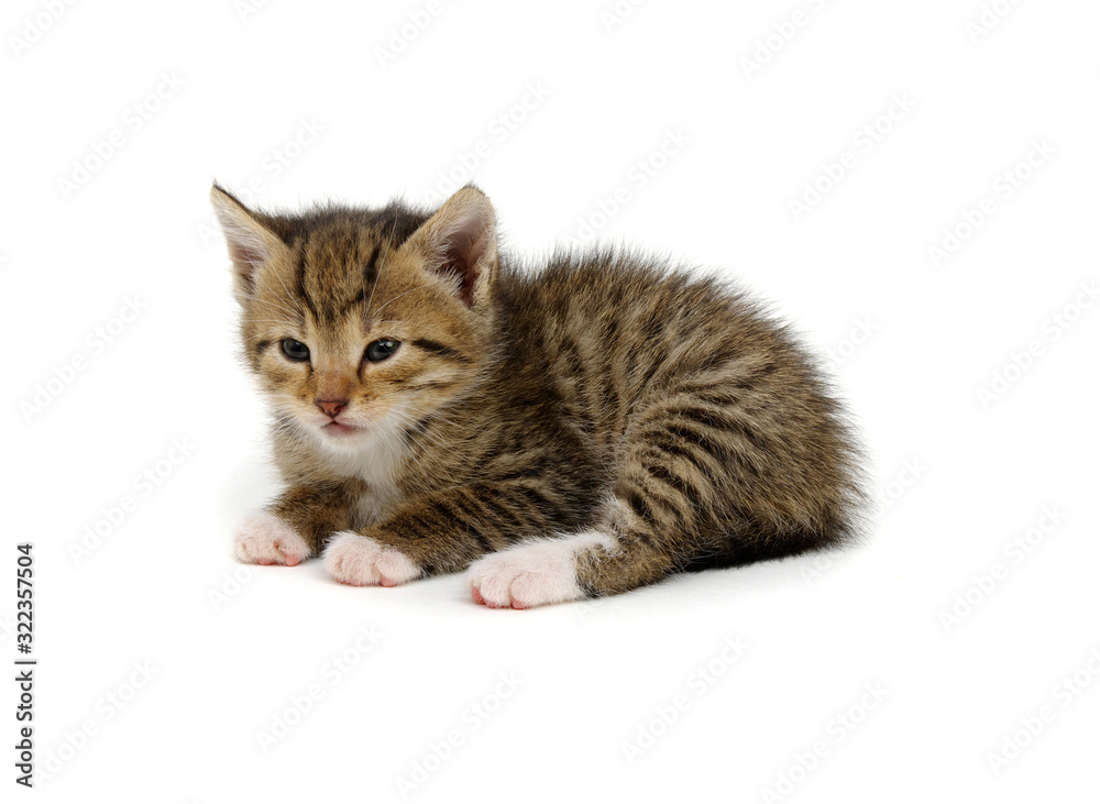 Lying kitten isolated on white