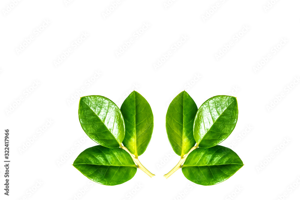 Green leafs isolate on white background.