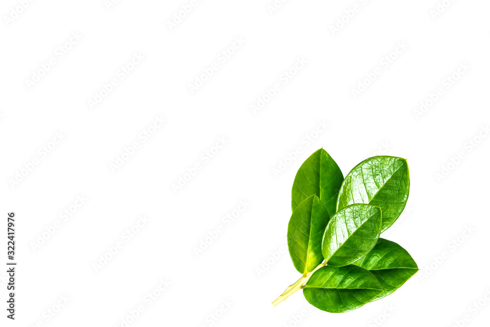 Green leafs isolate on white background.