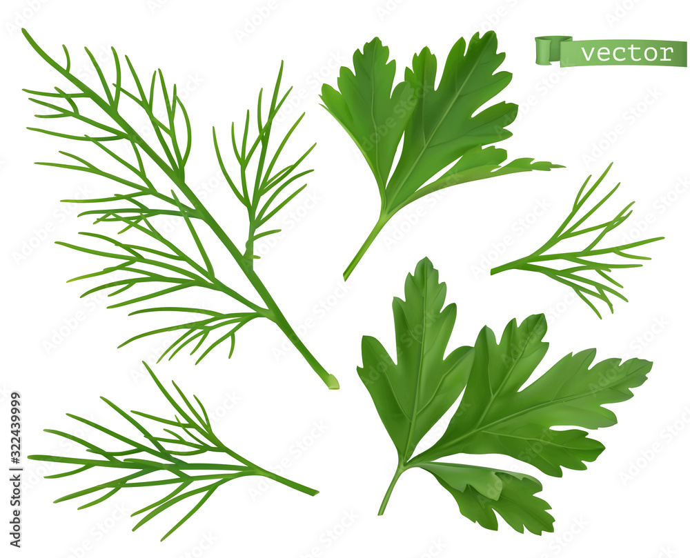 Coriander leaves, dill herb. Flavouring food. 3d vector ralistic objects