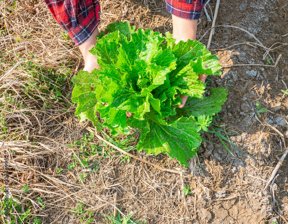 Concept of healthy food A womans hand holding a white cabbage leaf