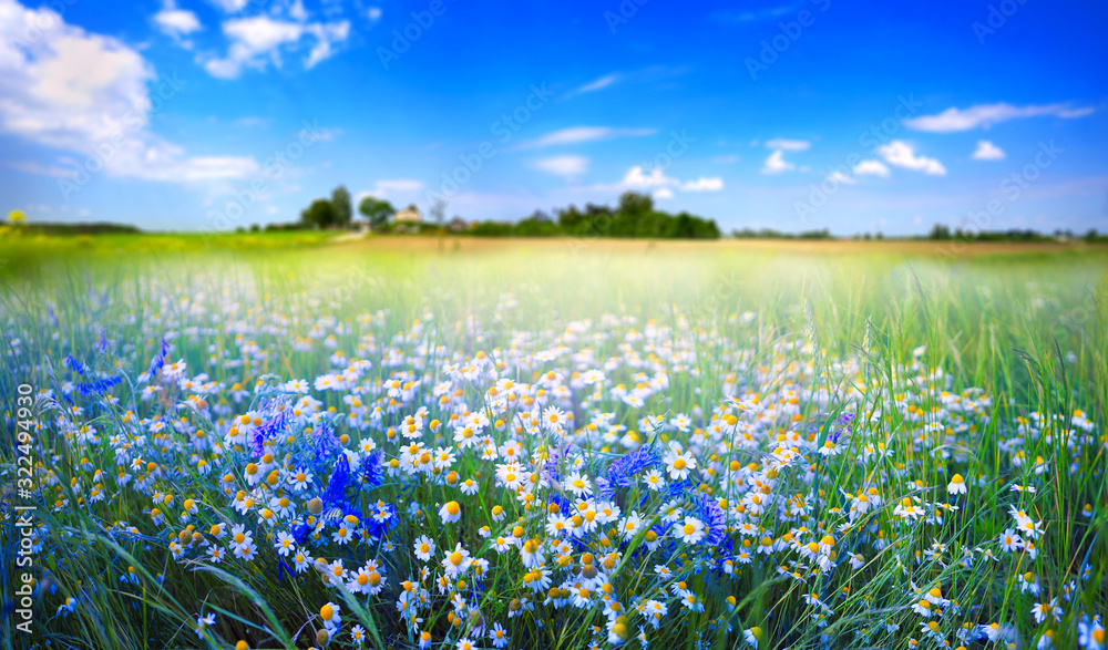 Beautiful pastoral natural spring summer landscape with daisies and blue bells in field against blue