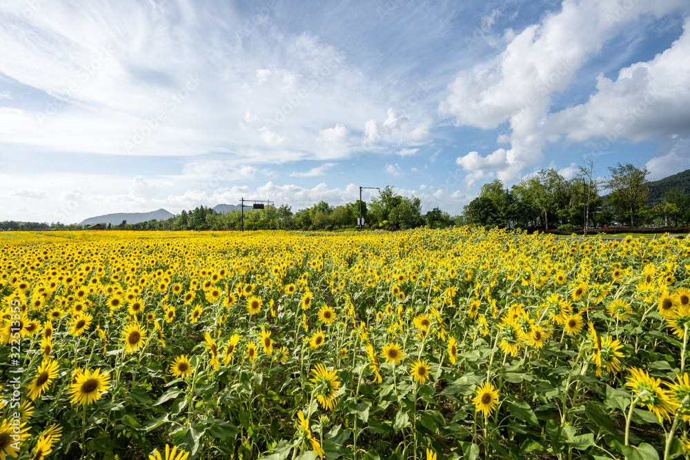 sunflower