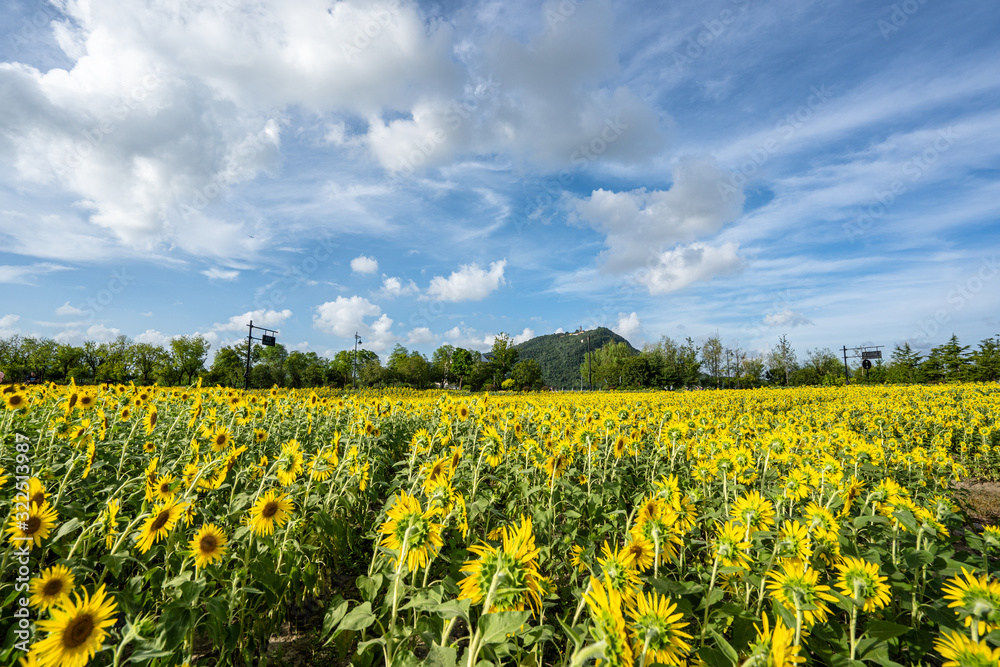 sunflower