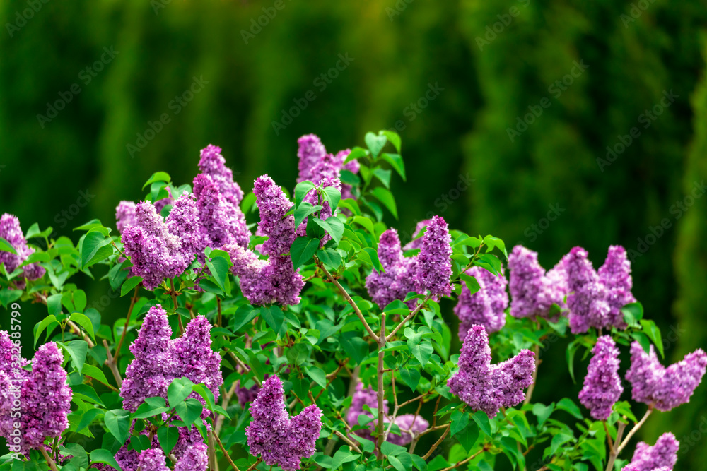 Purple lilac flowers spring blossom