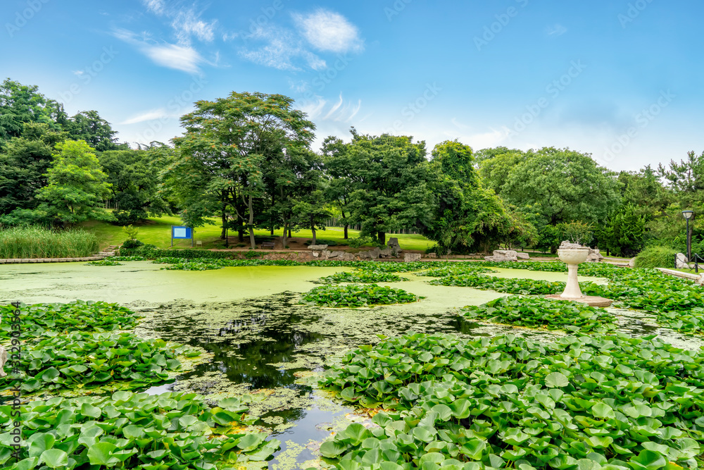 Grass and trees in the park under the blue sky..