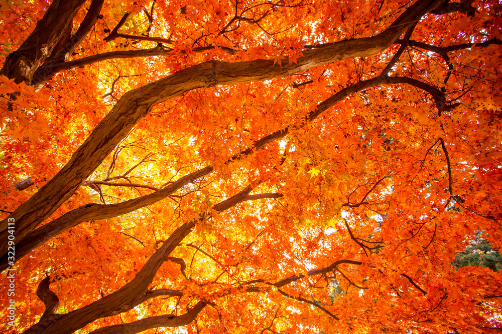 Beautiful red leaves in autumn..