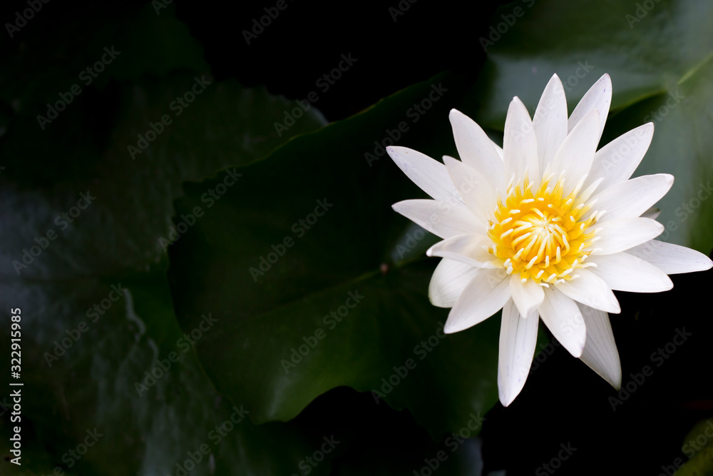 White Lotus flower isolated in green background