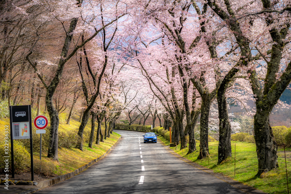 四月春日樱花隧道两侧美景