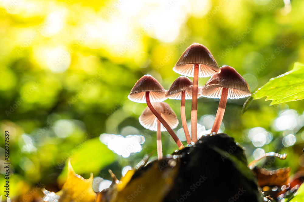 清晨阳光照亮的蘑菇特写；雨后森林的低角度拍摄