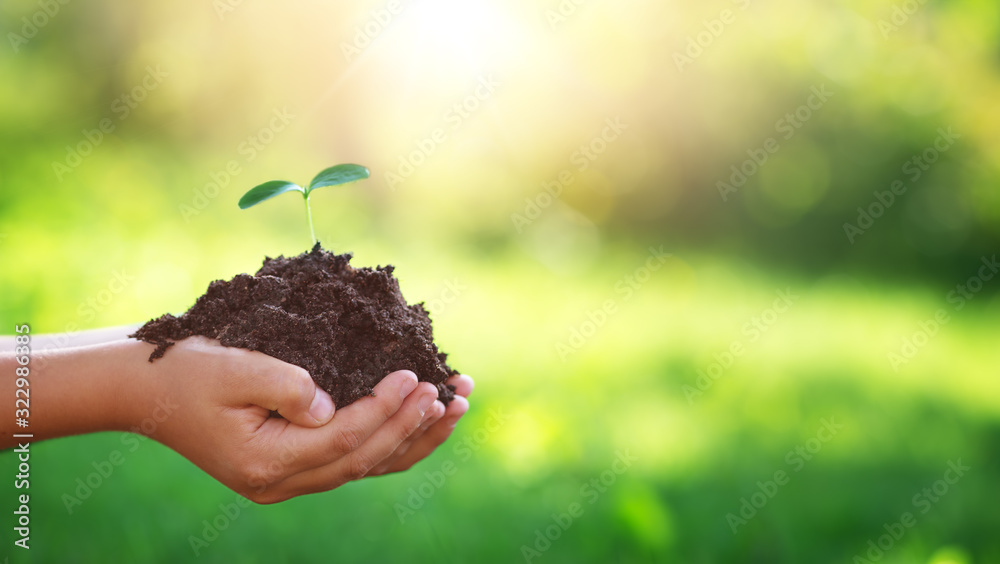 Hands of a child taking care of a seedling in the soil