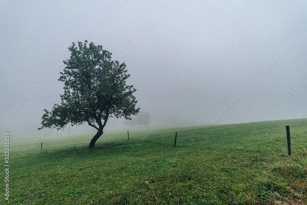 View of a lone tree in fog on a green grass meadow. Misty view of a solitude tree on a green pasture