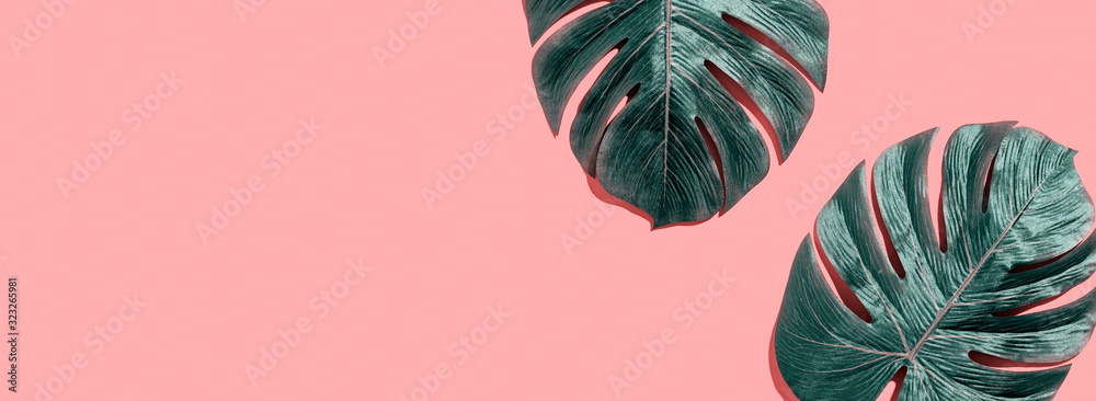 Tropical plant Monstera leaves overhead view flat lay