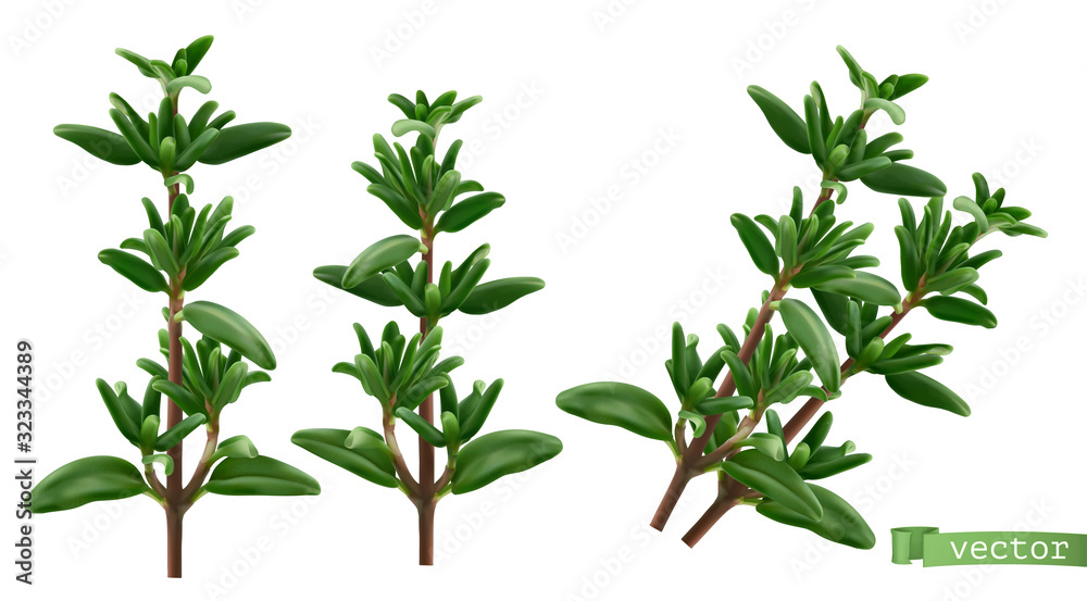 Thymus vulgaris, thyme aromatic herbs. 3d realistic food illustration. Vector object