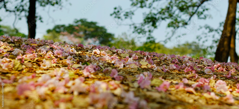 PINK FLOWERS FELT ON THE FLOOR IN A PARK 