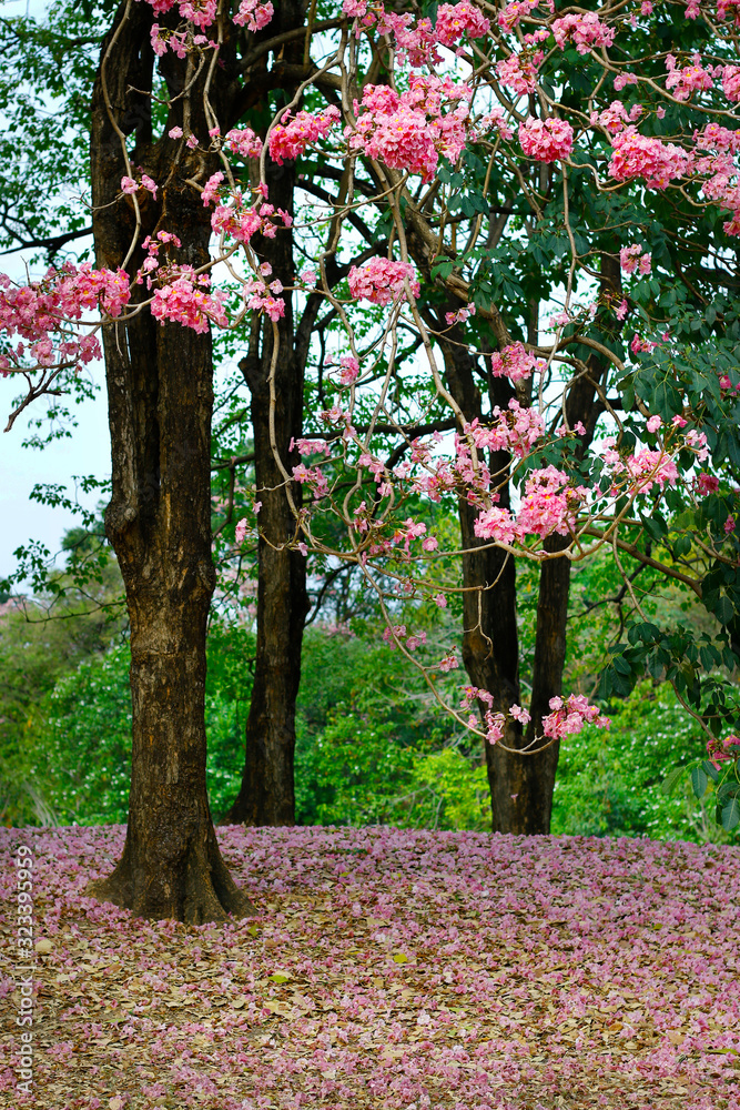 PINK FLOWERS FELT ON THE FLOOR IN A PARK 