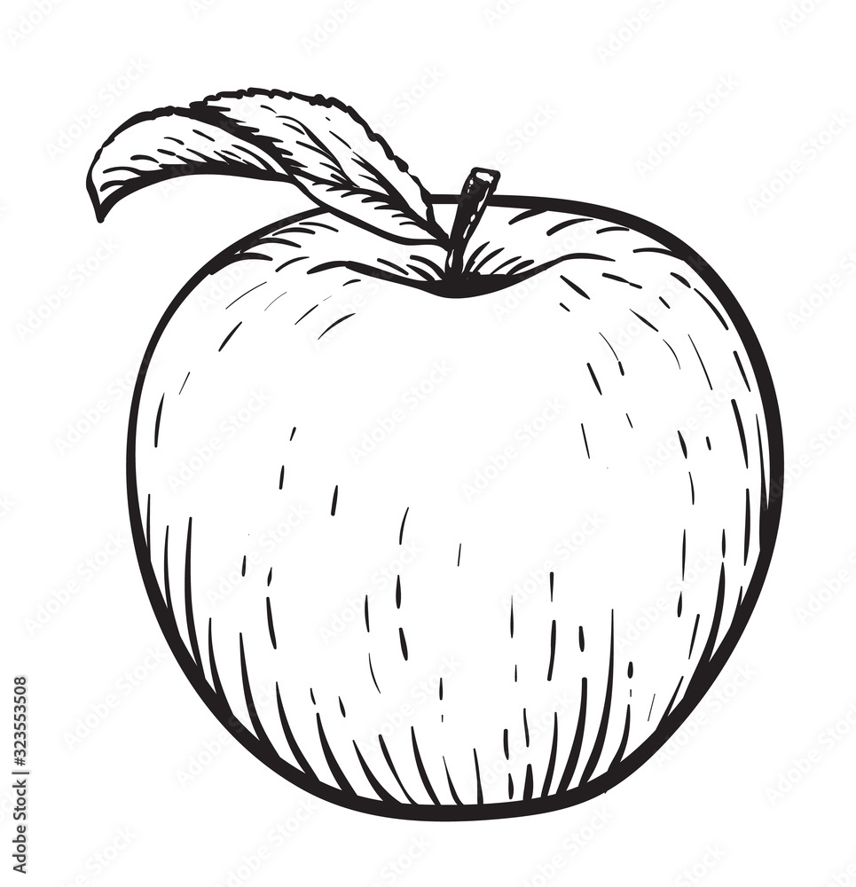 Apple with leaf. Vintage. Hand realistic drawing. Engraving style vector illustration.