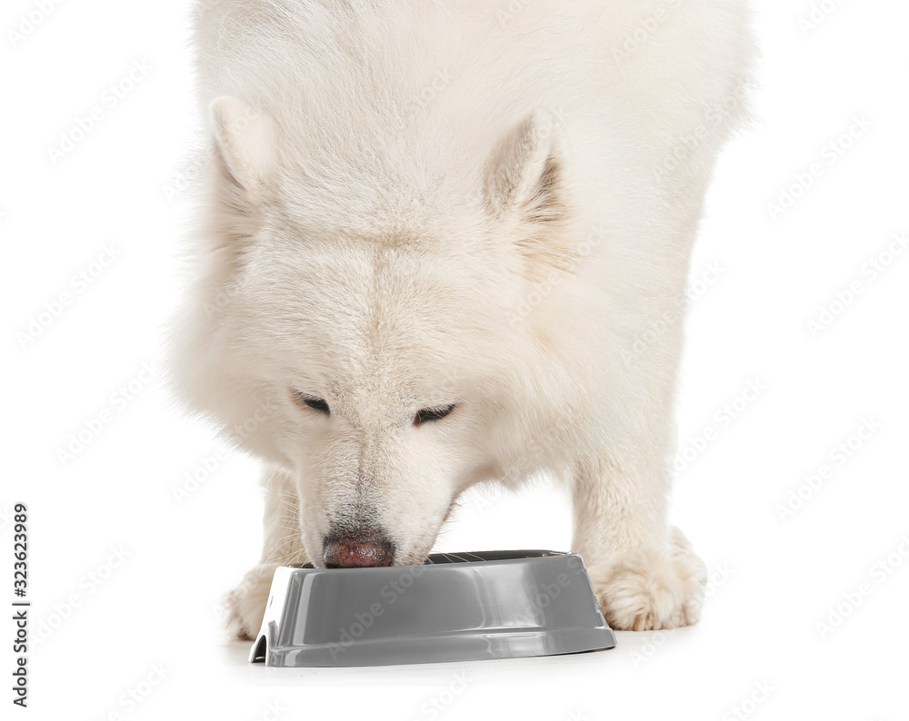 Cute Samoyed dog eating food from bowl on white background