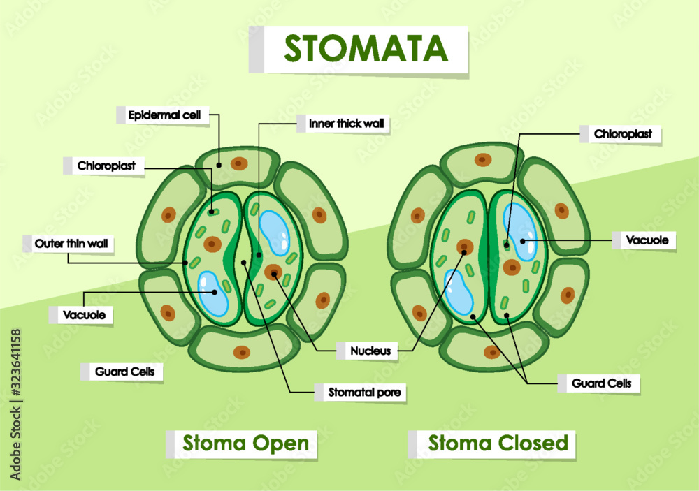 Diagram showing stomata on green plant