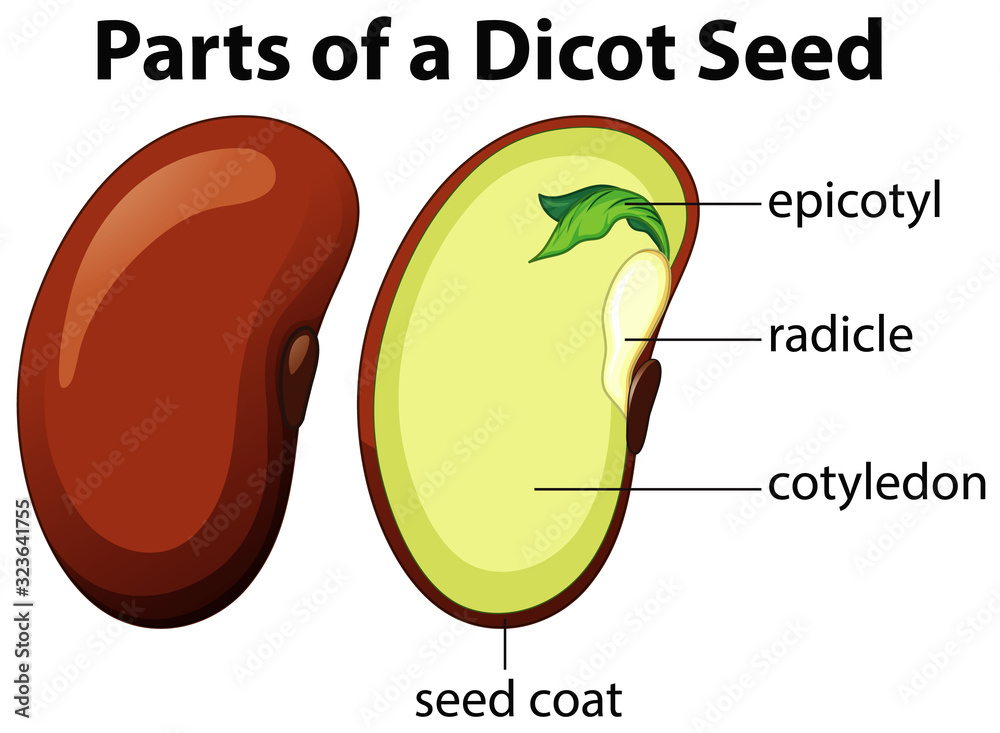 Diagram showing parts of dicot seed on white background