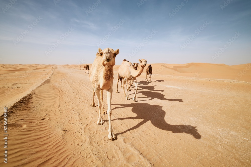 Herd of camels walking on sand road