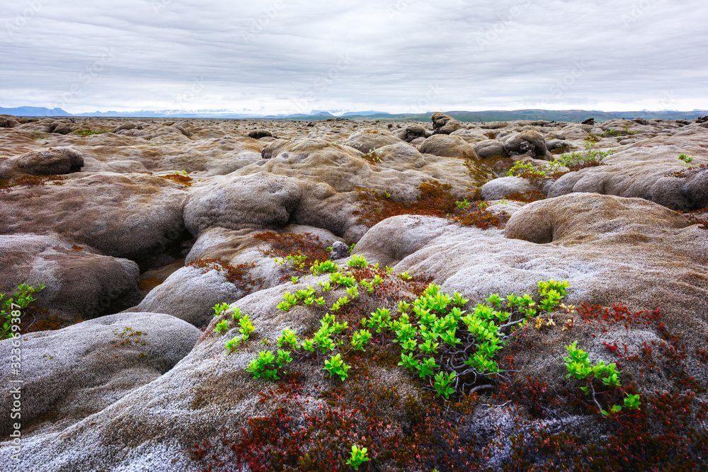 Uncommon Iceland landscape with lava field covered with brown moss Eldhraun from volcano eruption an