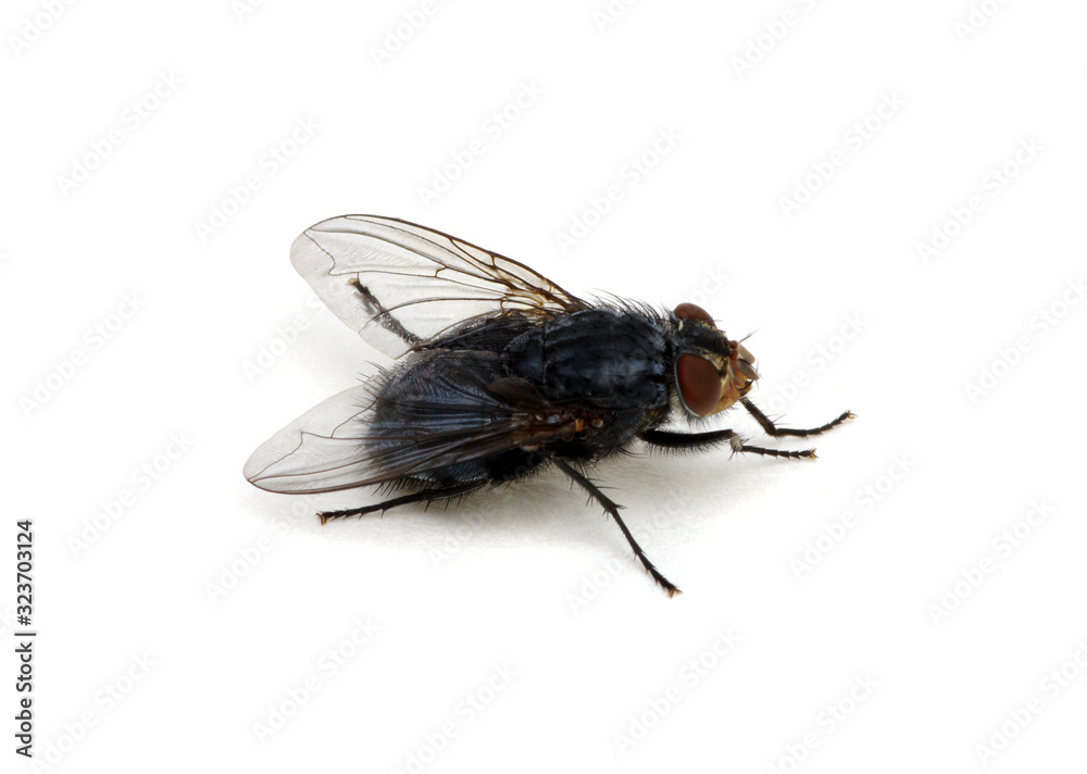 fly isolated on a white