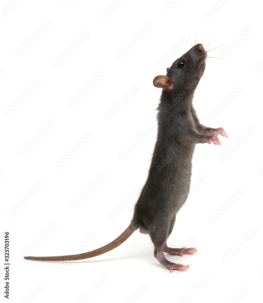 Rat standing on hind legs on white