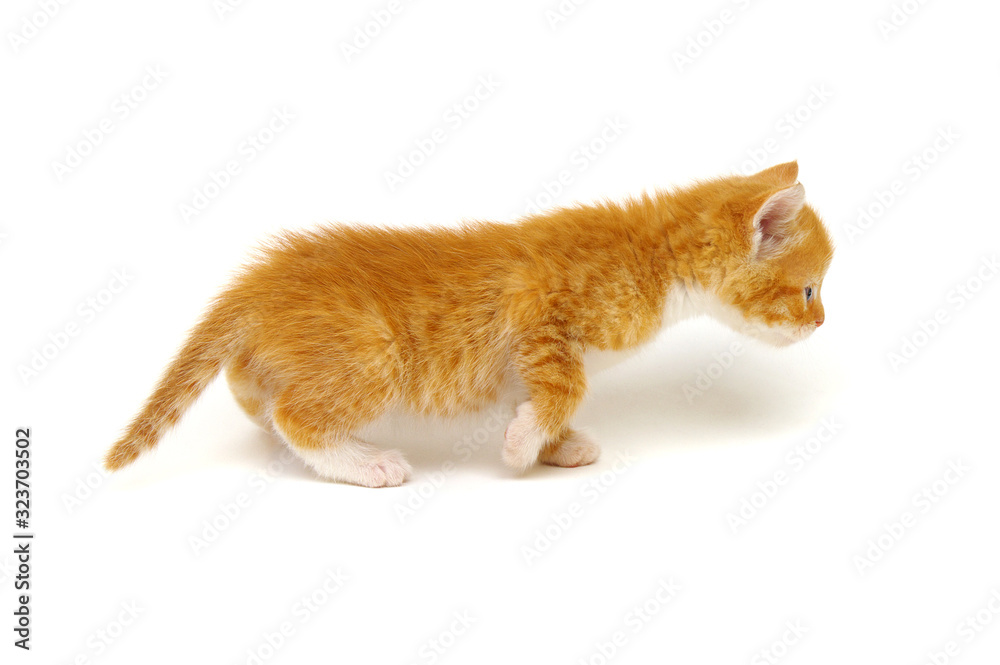 Red kitten isolated on a white