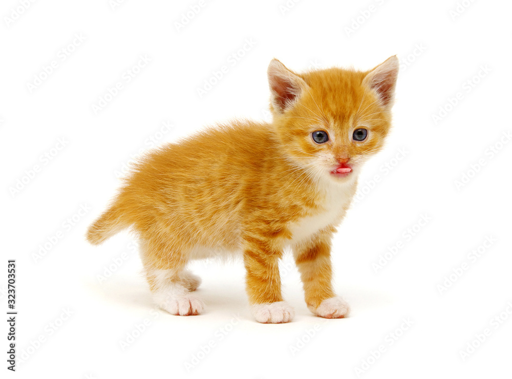 Striped cat with tongue out.