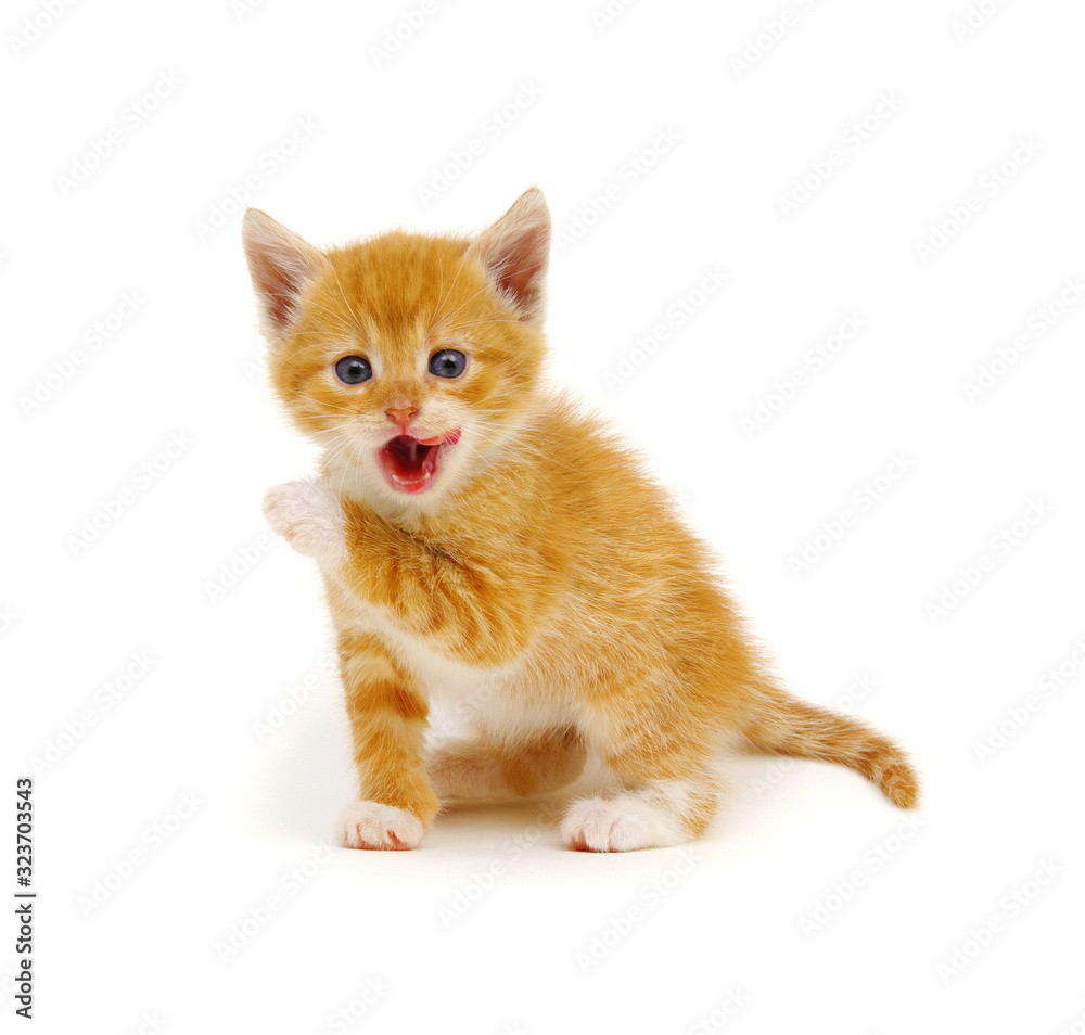 Striped cat with tongue out.