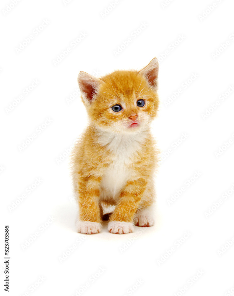 Little beautiful funny kitten on white