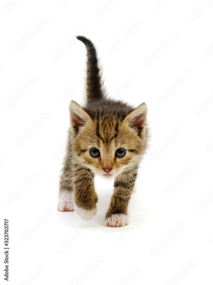 Cute tabby kitten isolated on white