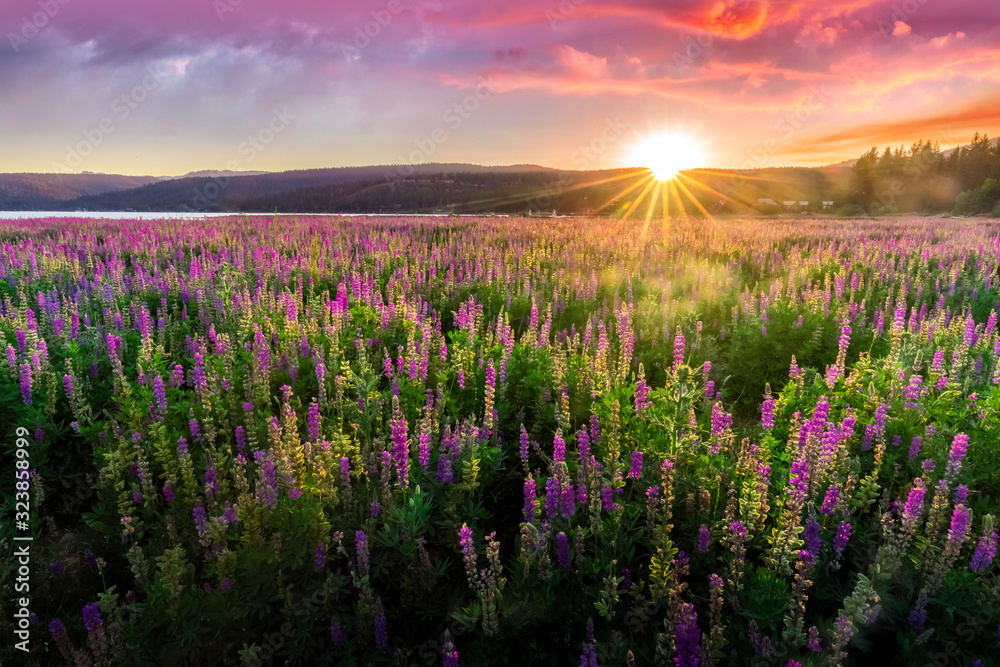 Purple wild flowers meadow, sun rays through the montains with dramatic clouds