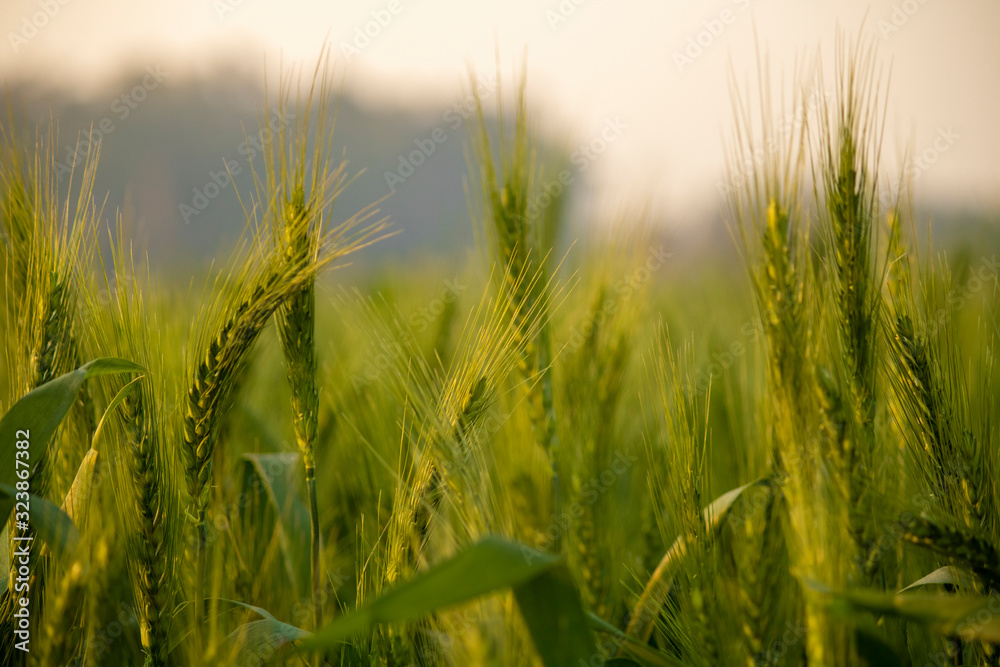 Green Wheat vegetative stage field with barley wallpaper background