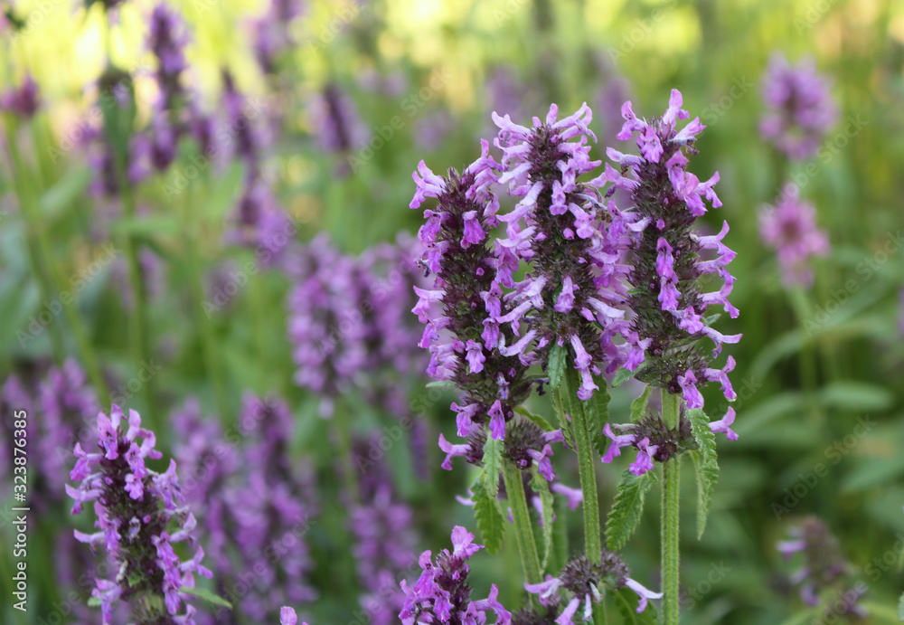 Summer landscape with wildflowers at sunset. Blooming Betonica officinalis. Medicinal plants, herbs 