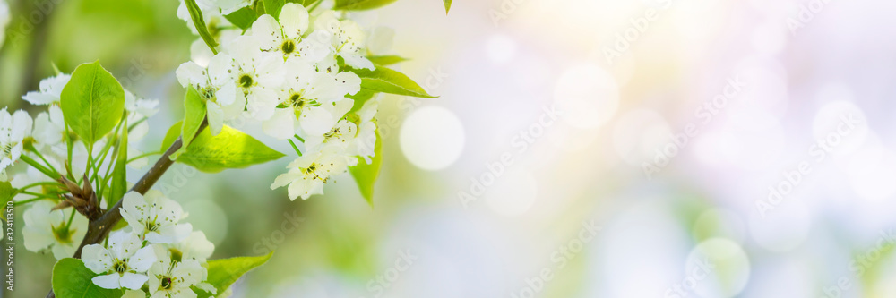 白色的花朵，春天的花朵背景