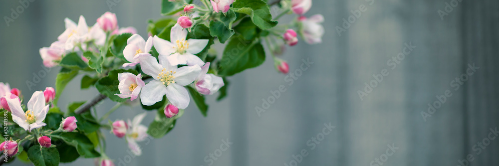 木底白花苹果树，春暖花开