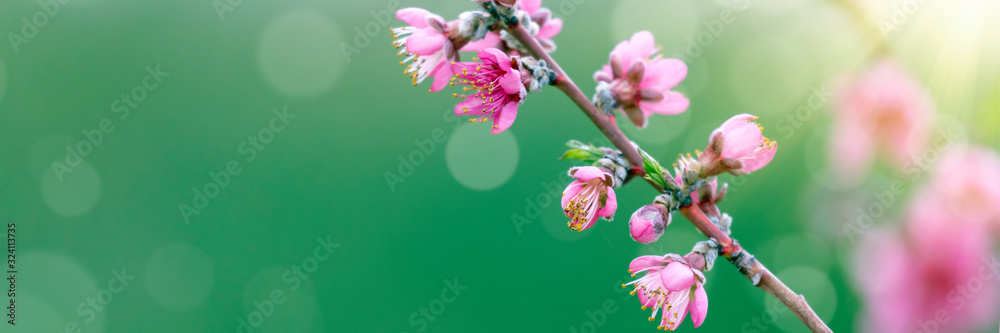 粉红色的樱花背景