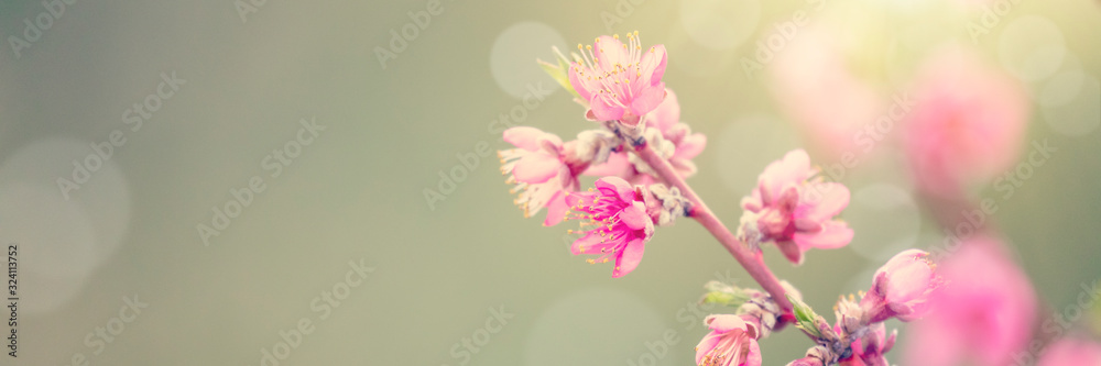 Pink tree flowers in spring blossom, sunshine on branches