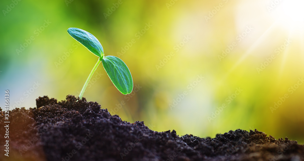 Seedlings in the soil on sunny day in the garden in summer