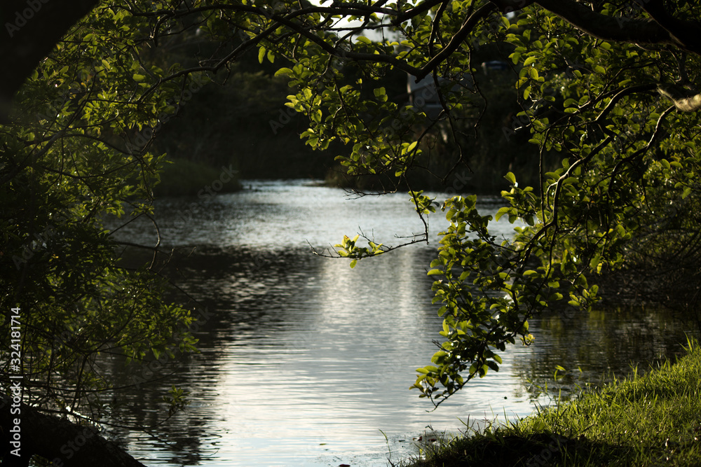 river in the forest