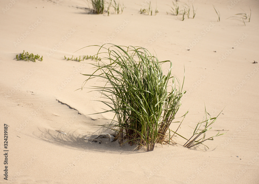 Dunes on the shore of the Baltic Sea