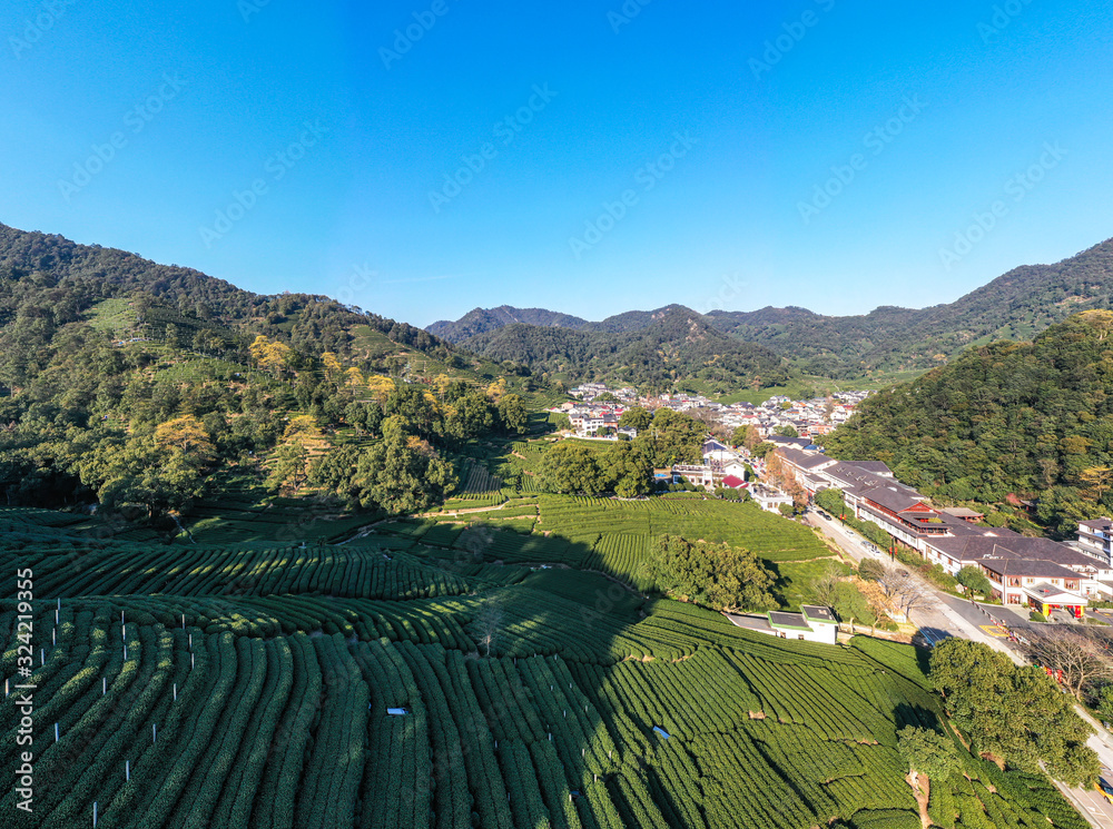 tea pantation in hangzhou china