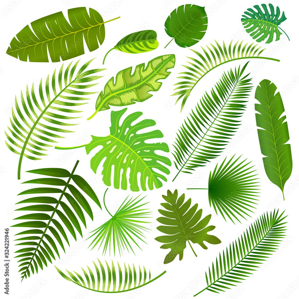 Tropical leaves collection vector illustration