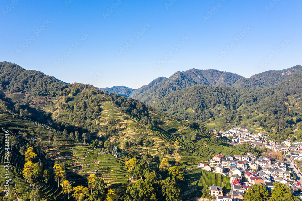 tea plantation