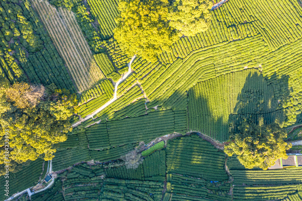 tea pantation in hangzhou china