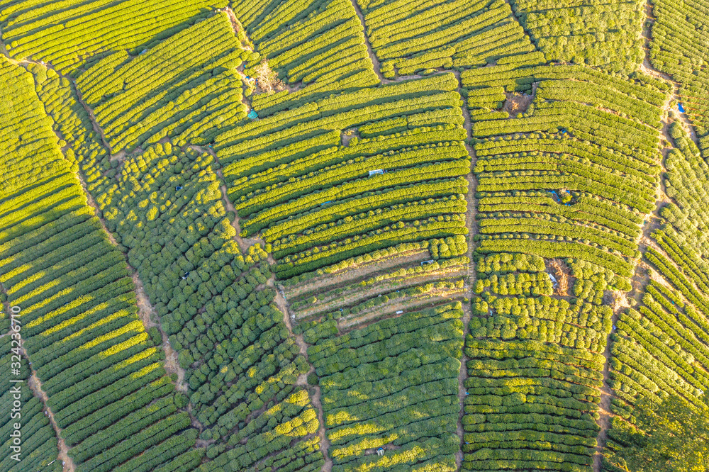 tea plantation