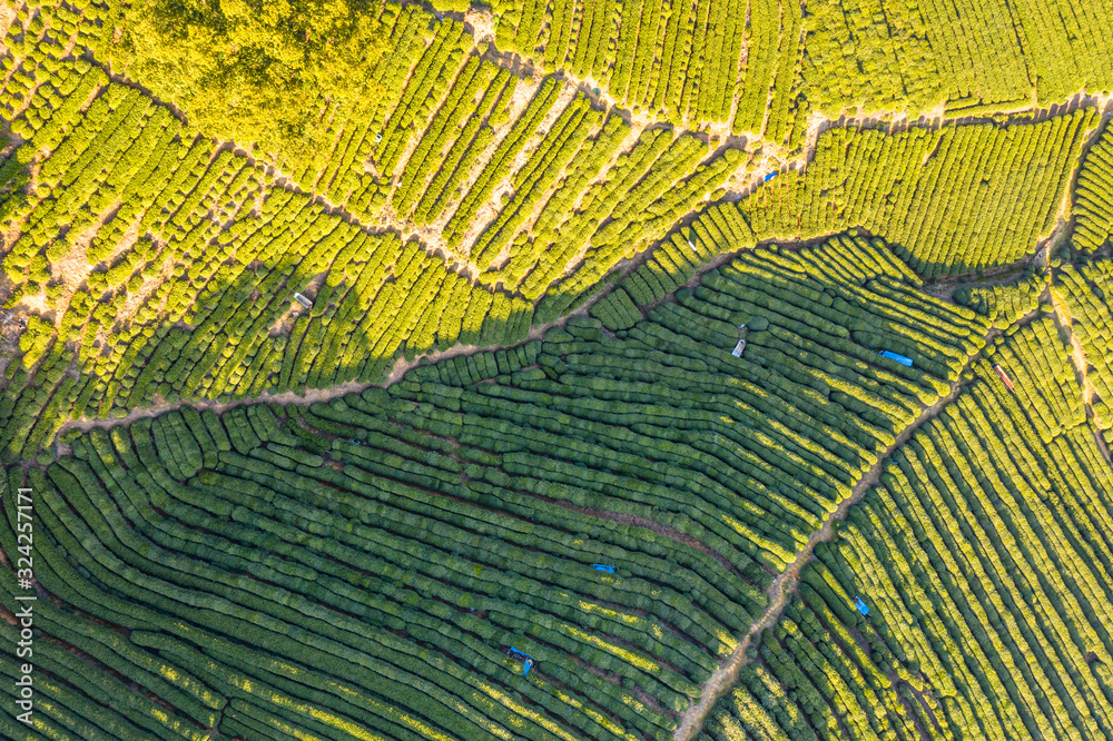 tea plantation