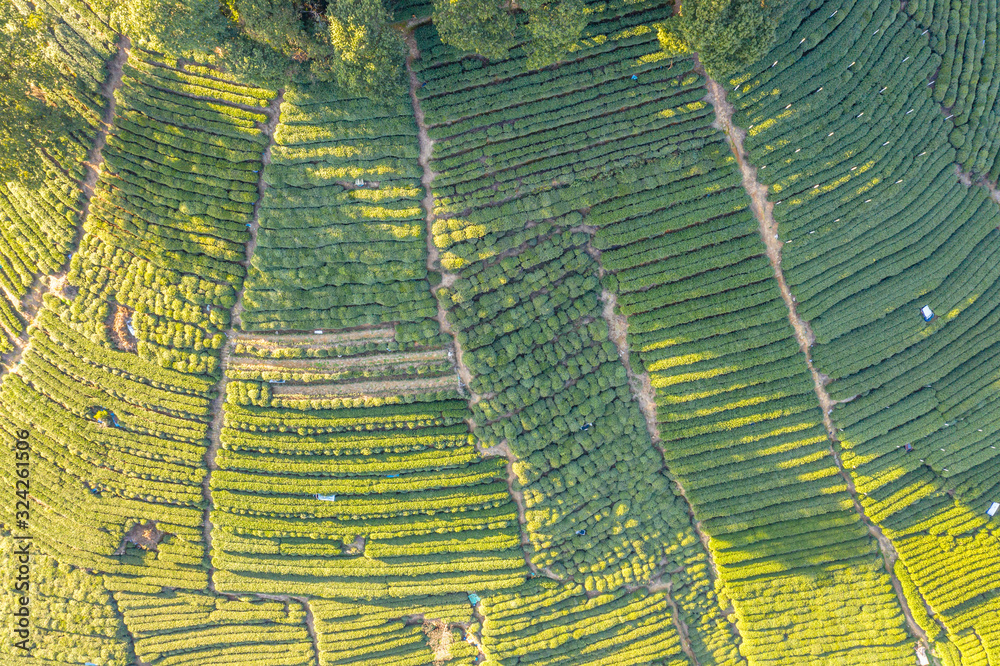 tea plantation